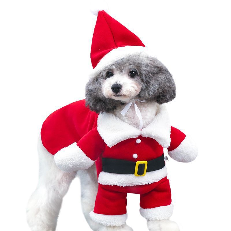 Dog wearing a Santa Claus costume on a white background